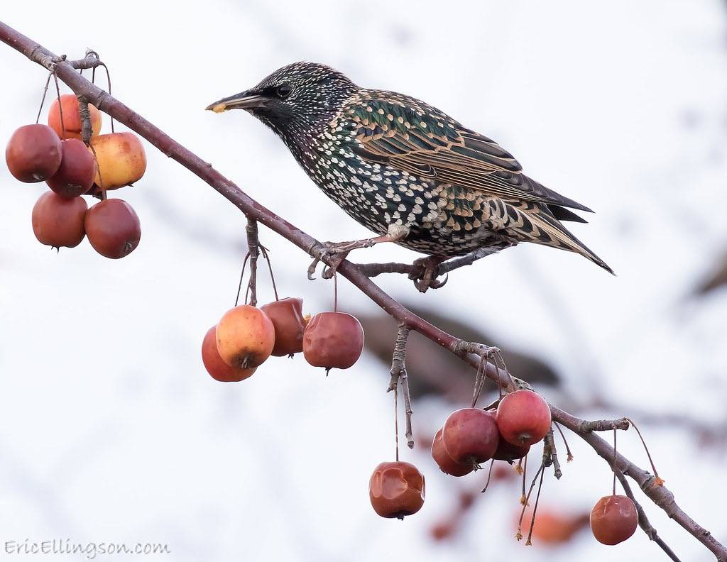 European Starling by esellingson is licensed under CC BY-NC-ND 2.0